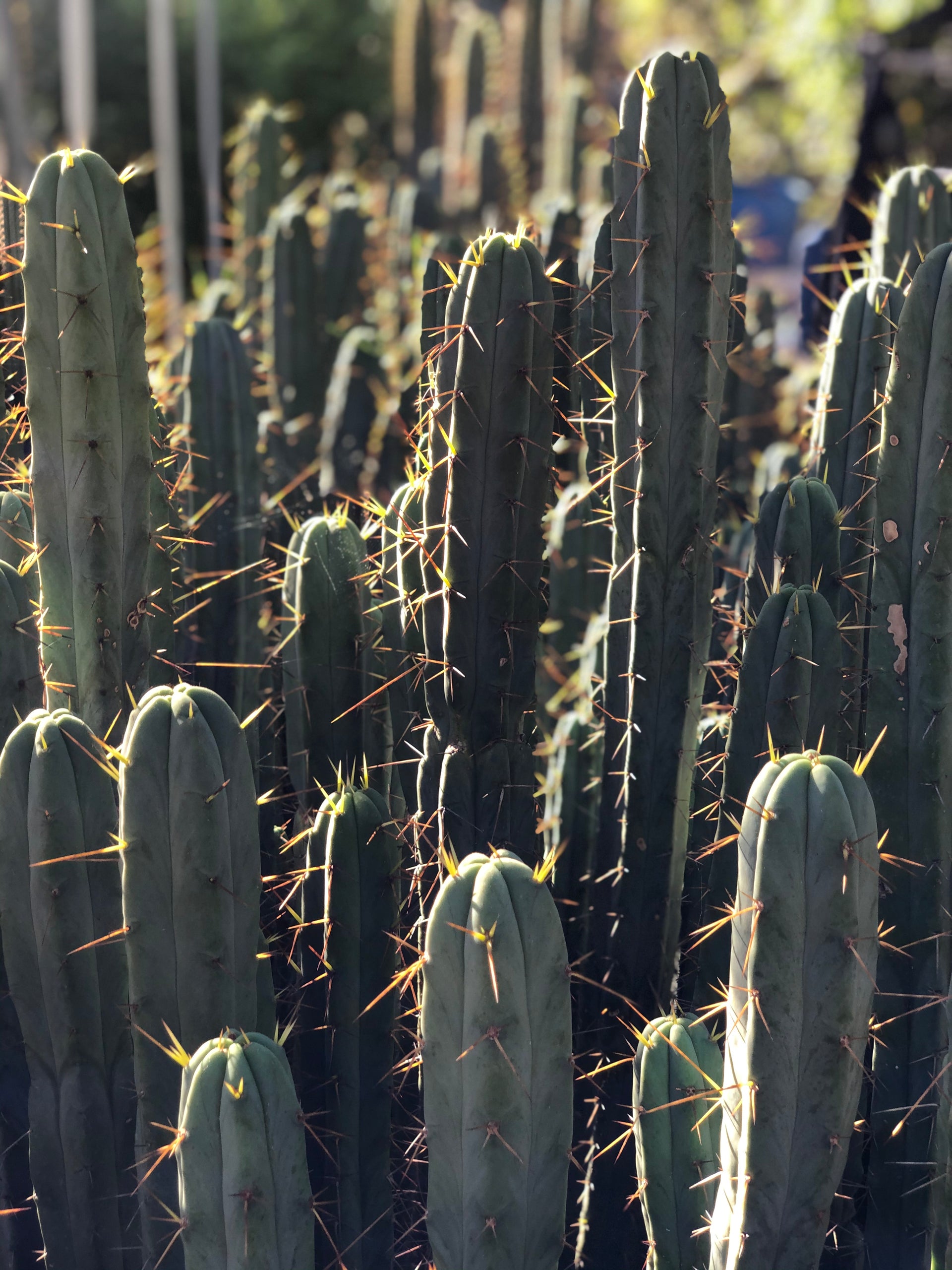 San Pedro cactus garden — Sagrado San Pedro Church, Northern California