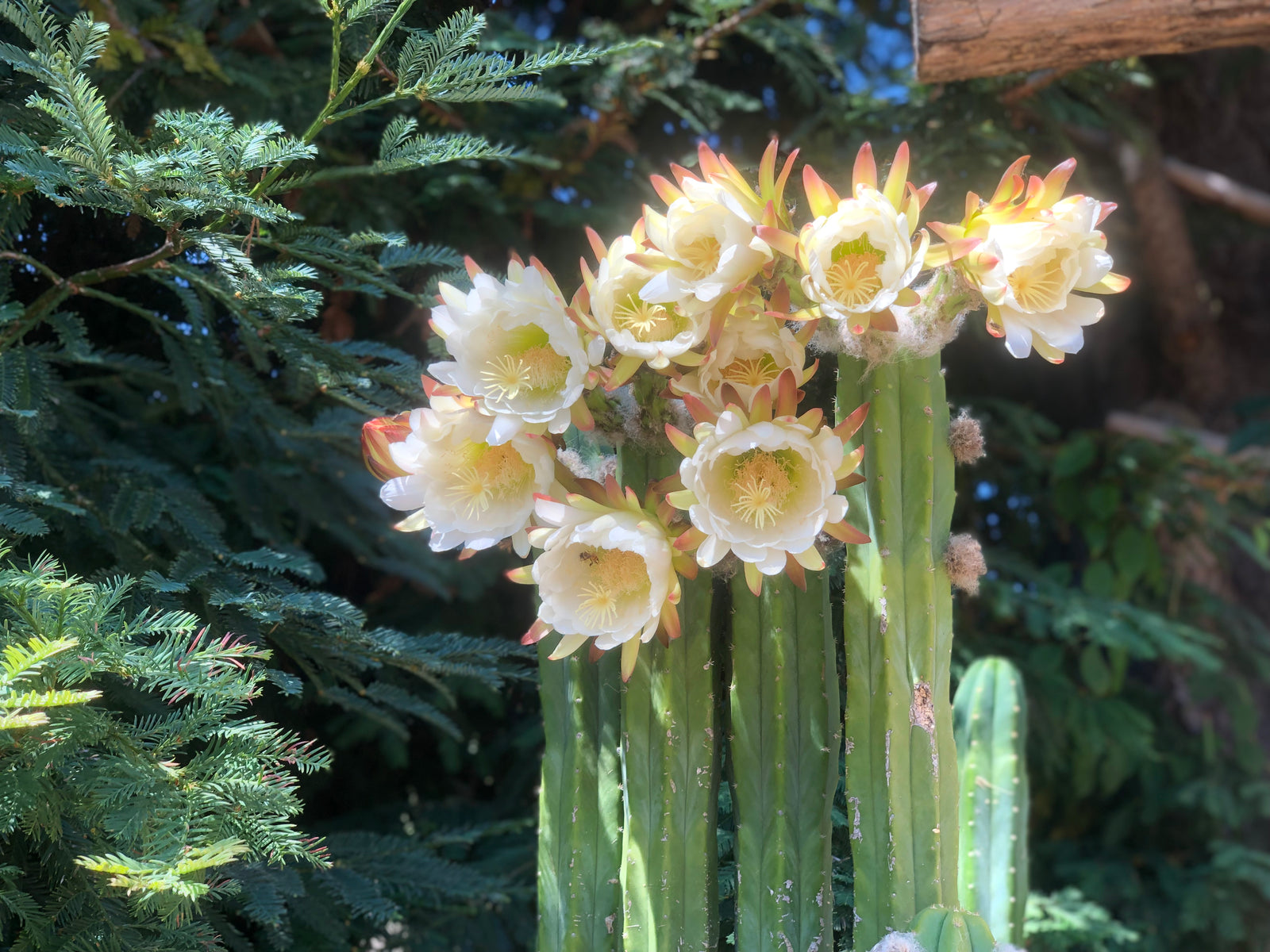 San Pedro cactus grove in full bloom — Sagrado San Pedro Church, Northern California