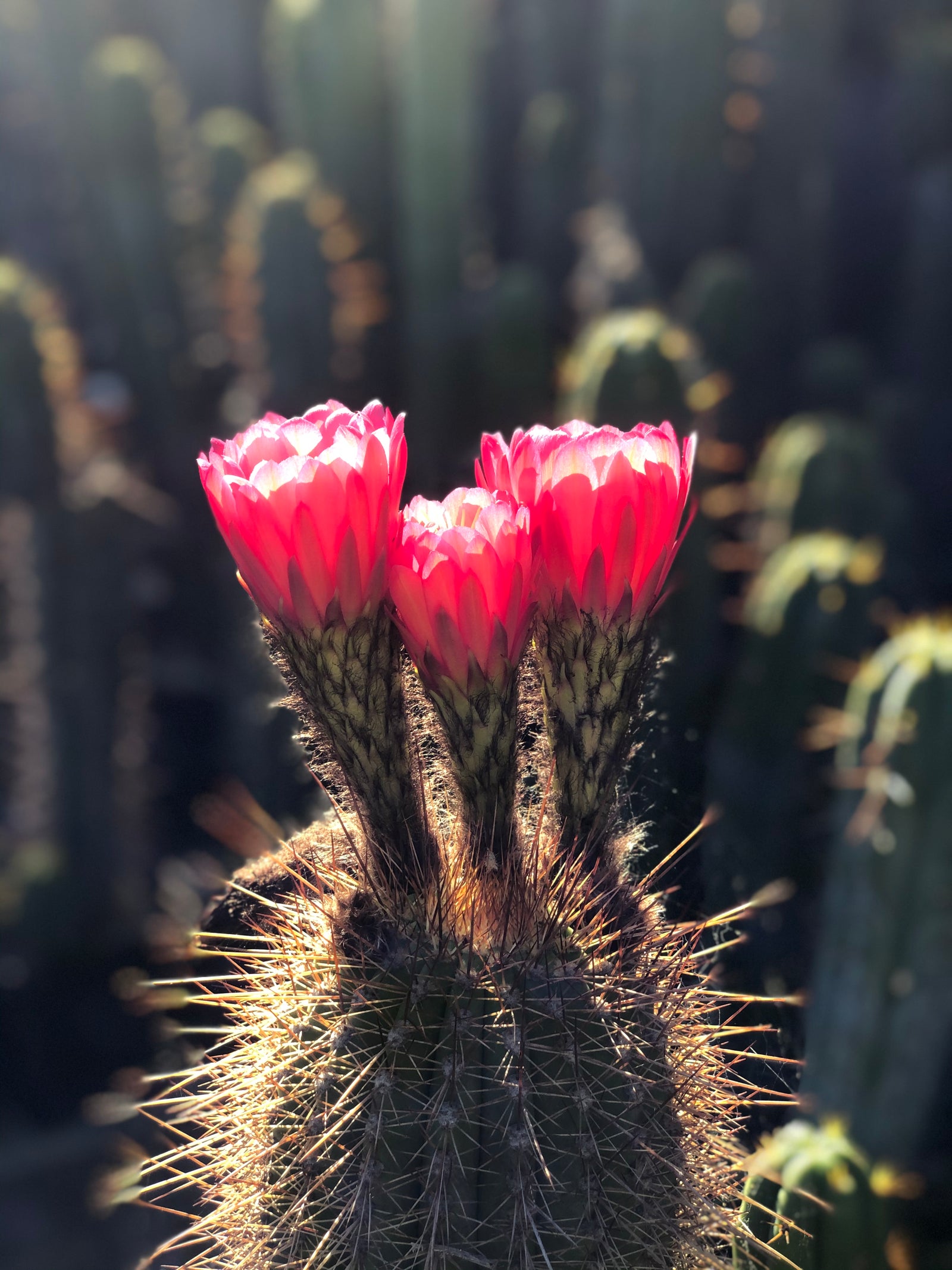 Cactus flowers in bloom — Sagrado San Pedro Church, Northern California